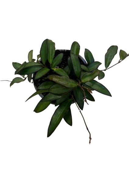 Hoya Rosita (Mum Çiçeği) fiyatları