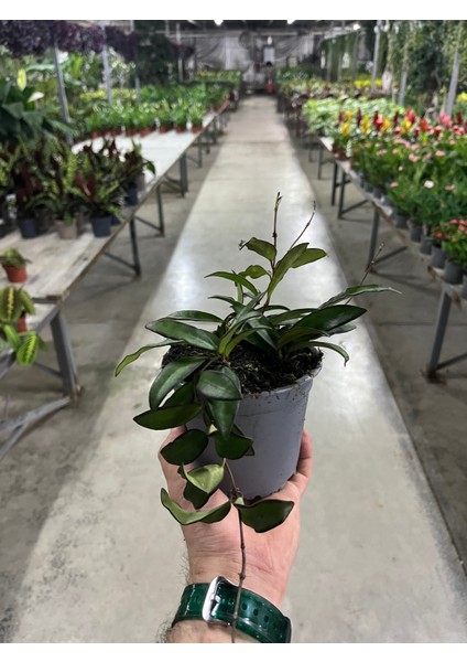 Hoya Rosita (Mum Çiçeği) modelleri