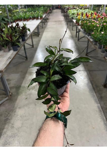 Hoya Rosita (Mum Çiçeği) fırsatları