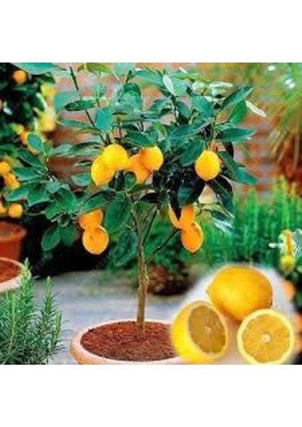 10 Adet Tohum Bodur Bonsai Limon Ağacı Tohumu Italyan Limon Seti Saksı Toprak Sürpriz Hediyeli