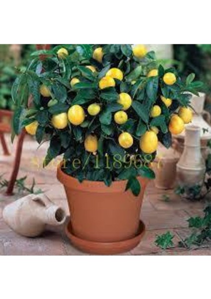 10 Adet Tohum Bodur Bonsai Limon Ağacı Tohumu Italyan Limon Seti Saksı Toprak Sürpriz Hediyeli fiyatları