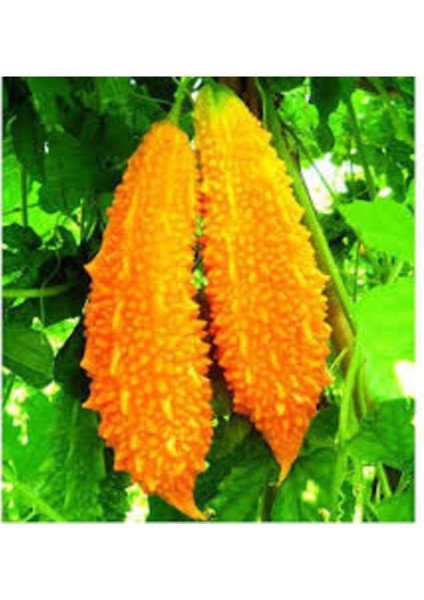 Eko Paket 15 Adet Tohum Nadir Kudret Narı Tohumu Cennet Meyvesi Tohumu fiyatları