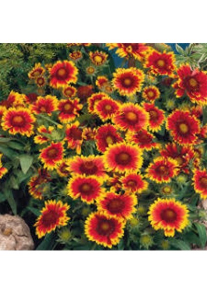 10 Adet Tohum Nadir Bulunan Meramlı Kız Çiçeği Tohumu Saksı Toprak Sürpriz Hediye Tohumludur