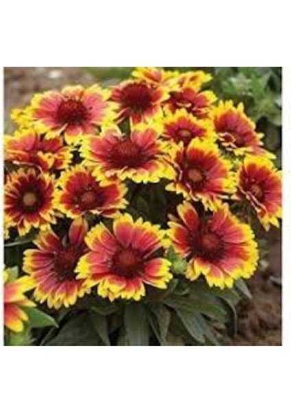 10 Adet Tohum Nadir Bulunan Meramlı Kız Çiçeği Tohumu Saksı Toprak Sürpriz Hediye Tohumludur fiyatları