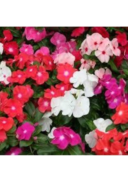 Nadir Cezayir Menekşesi Tohumu 10 Adet