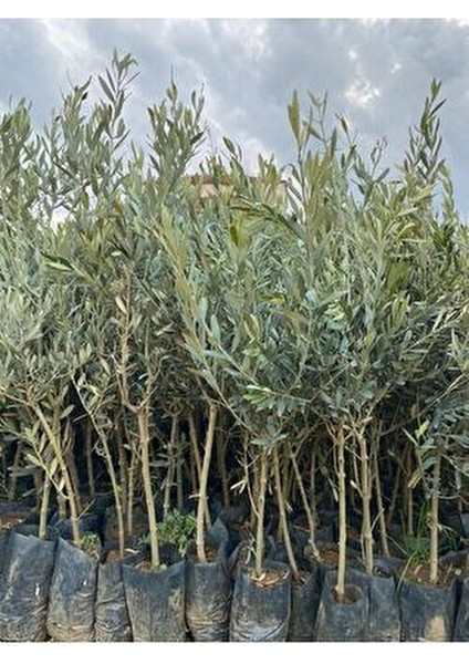 2 Yaş 1 Metre Uzunluğunda Gemlik Zeytin Fidanı