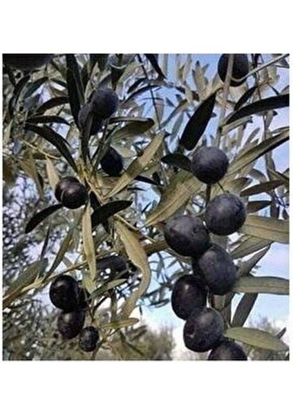 2 Yaş 1 Metre Uzunluğunda Gemlik Zeytin Fidanı modelleri