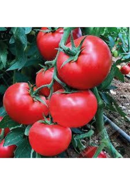 35 Adet Tohum Eko Paket Sırık Domates Tohumu Domates Tohumu Sırık Domates Süpriz Hediye Tohumlu