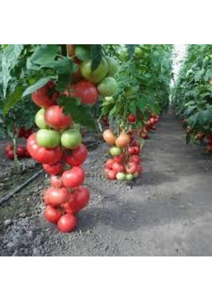 35 Adet Tohum Eko Paket Sırık Domates Tohumu Domates Tohumu Sırık Domates Süpriz Hediye Tohumlu fiyatları