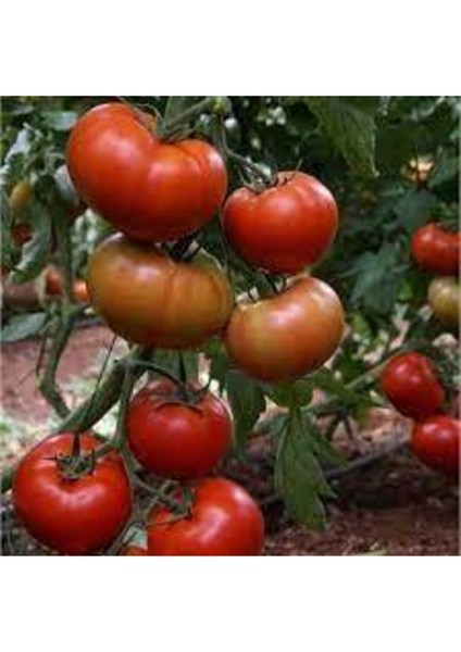 35 Adet Tohum Eko Paket Sırık Domates Tohumu Domates Tohumu Sırık Domates Süpriz Hediye Tohumlu modelleri