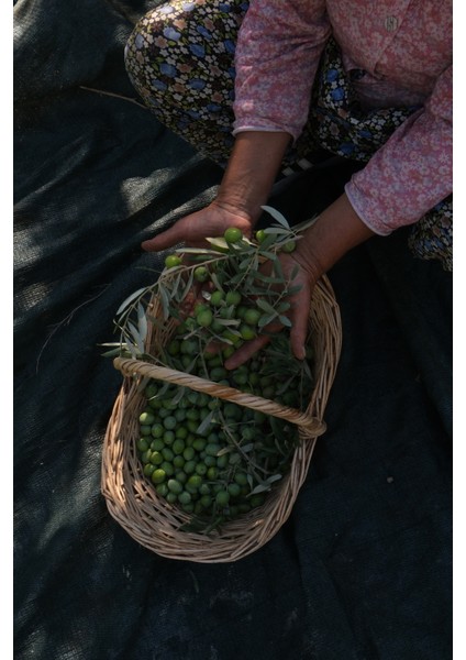2025-2026 Aden Bahçesi Premium Erken Hasat Natürel Sızma Zeytinyağı 500 ml fırsatları