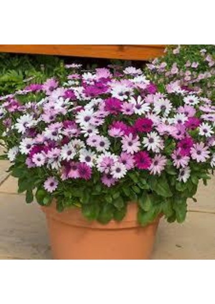 Afrika Papatyası Çiçeği Tohumu 10 Adet