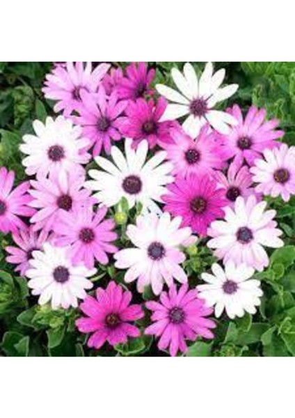 Afrika Papatyası Çiçeği Tohumu 10 Adet fiyatları