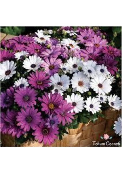 Afrika Papatyası Çiçeği Tohumu 10 Adet modelleri