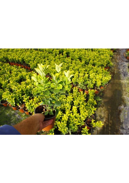 MEZAR - KABİR SARI BİTKİ SETİ - 20 ADET GOLD TAFLAN 20-30 CM indirimleri