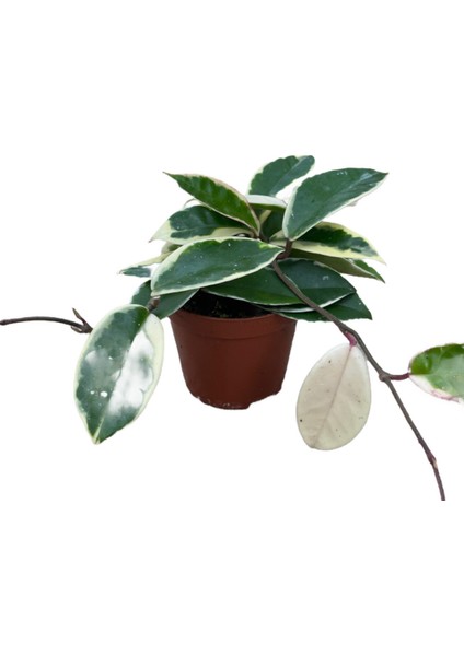 Hoya Carnosa 'variegata' (Mum Çiçeği)