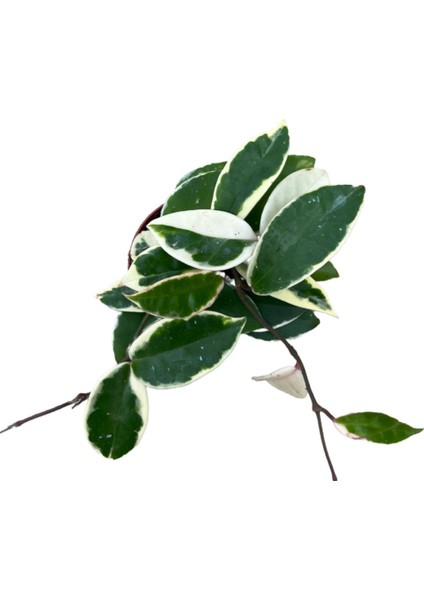 Hoya Carnosa 'variegata' (Mum Çiçeği) fiyatları