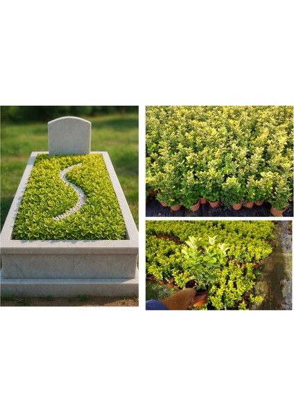MEZAR - KABİR SARI BİTKİ SETİ - 10 ADET GOLD TAFLAN 20-30 CM