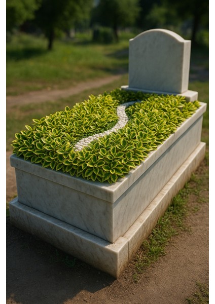 MEZAR - KABİR SARI BİTKİ SETİ - 10 ADET GOLD TAFLAN 20-30 CM modelleri