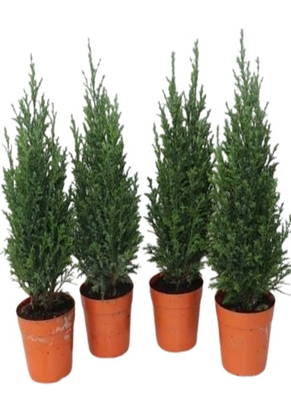 4 Adet Elwodi Chamaecyparis Bodur Cins Çam Ağacı (Ithal P 11) 50 cm