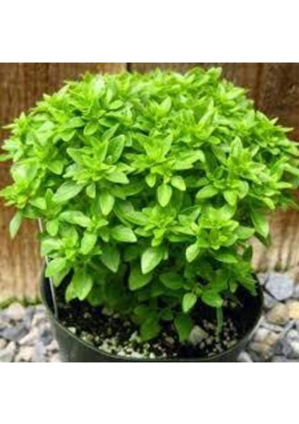 10 Adet Tohum Nadir Bulunan Top Reyhan Çiçeği Reyhan Çiçeği Tohumu Saksı Toprak