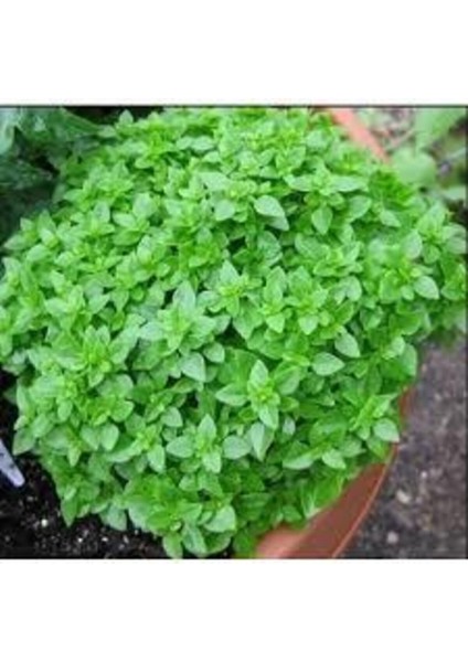 10 Adet Tohum Nadir Bulunan Top Reyhan Çiçeği Reyhan Çiçeği Tohumu Saksı Toprak fiyatları