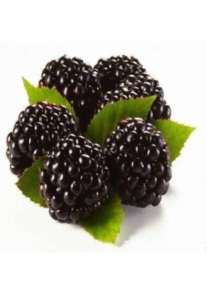 10 Adet Böğürtlen Tohumu Ahududu Tohumu Ithal Böğürtlen Tohumu Sürpriz Hediye Bonsai Ağacı Tohumu fiyatları