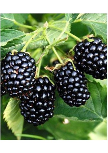 10 Adet Böğürtlen Tohumu Ahududu Tohumu Ithal Böğürtlen Tohumu Sürpriz Hediye Bonsai Ağacı Tohumu modelleri