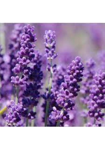 300 Adet Tohum Lavanta Çiçeği Tohum Mor Lavanta Ingiliz Saksı Toprak