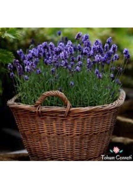 300 Adet Tohum Lavanta Çiçeği Tohum Mor Lavanta Ingiliz Saksı Toprak modelleri