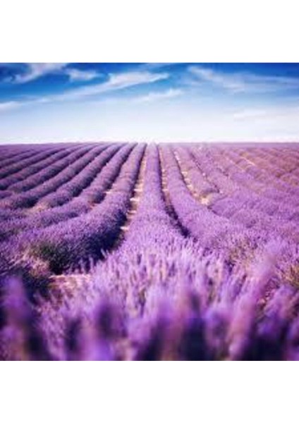 300 Adet Tohum Lavanta Çiçeği Tohum Mor Lavanta Ingiliz Saksı Toprak fırsatları