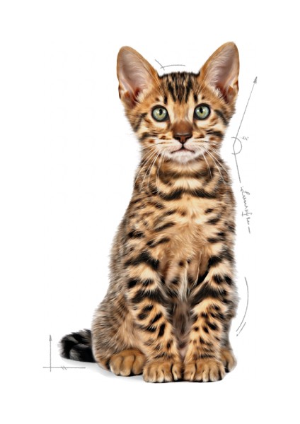 Sterilised Kısırlaştırılmış Yavru Kediler Için Kuru Kedi Maması 2