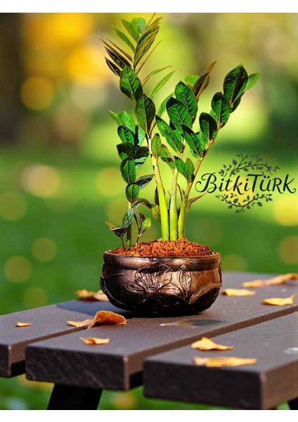 Ithal Zeze Çiçek Desenli Beton Saksıda