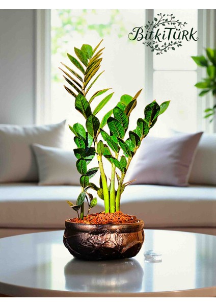 Ithal Zeze Çiçek Desenli Beton Saksıda fiyatları