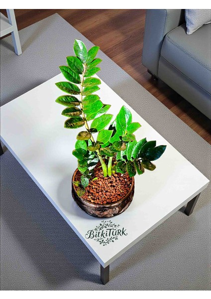 Ithal Zeze Çiçek Desenli Beton Saksıda modelleri