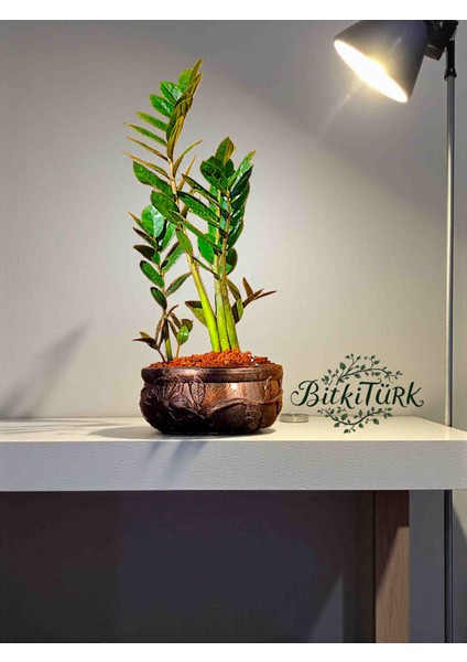 Ithal Zeze Çiçek Desenli Beton Saksıda fırsatları