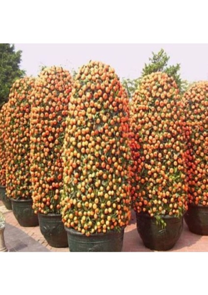 10 Adet Tohum Bodur Bonsai Mandalina Bonzai Ağacı Tohum Süpriz Hediye Bonsai Ağacı Tohum fiyatları