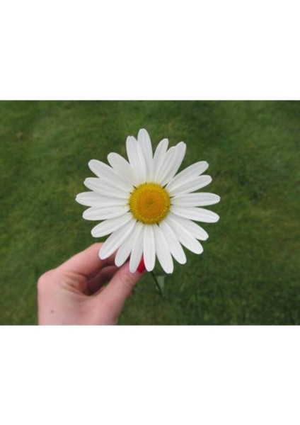 Dev Papatya Çiçeği Tohumu Dev Papatya Tohumu 20 Adet Tohum