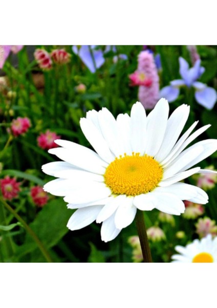 Dev Papatya Çiçeği Tohumu Dev Papatya Tohumu 20 Adet Tohum fiyatları