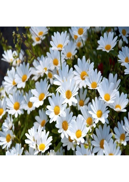 Dev Papatya Çiçeği Tohumu Dev Papatya Tohumu 20 Adet Tohum modelleri