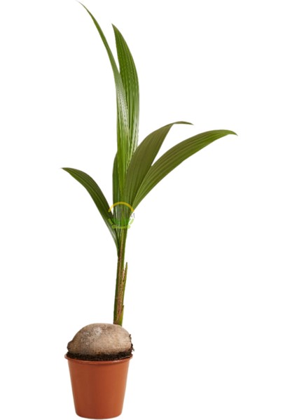 Hindistan Cevizi Palmiyesi Bitkisi Xl Boy 'cocos Nucifera