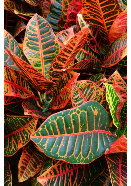 Kroton Bitkisi Xl Boy 'croton Mammey'