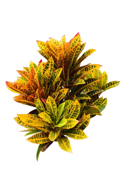 Kroton Bitkisi Xl Boy 'croton Mammey' fiyatları