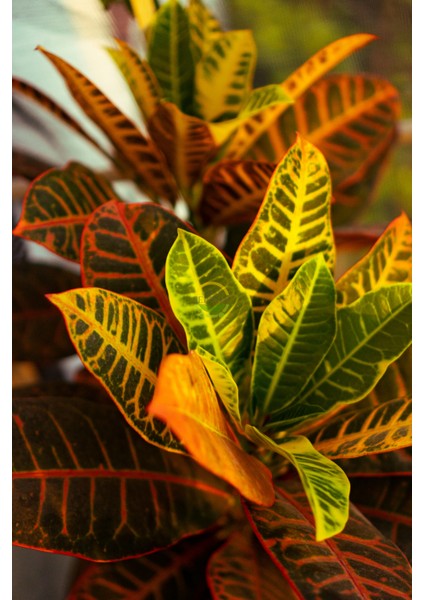 Kroton Bitkisi Xl Boy 'croton Mammey' modelleri