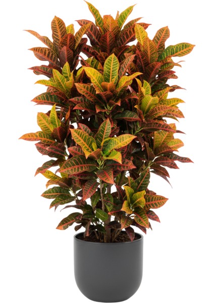 Kroton Bitkisi Xl Boy 'croton Mammey' fırsatları