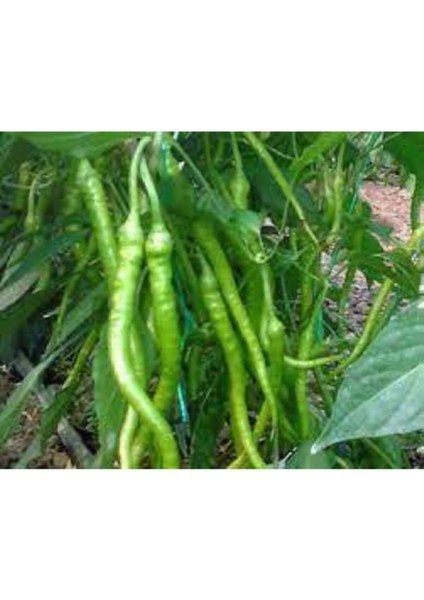 50 Adet Tohum Burkalem Biber Tohumu