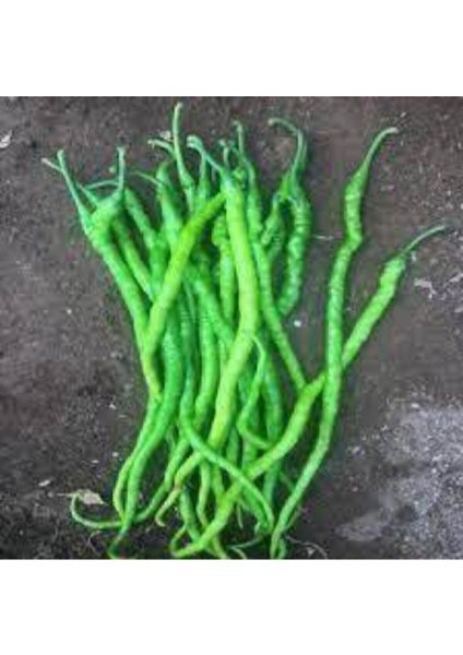 50 Adet Tohum Burkalem Biber Tohumu fiyatları