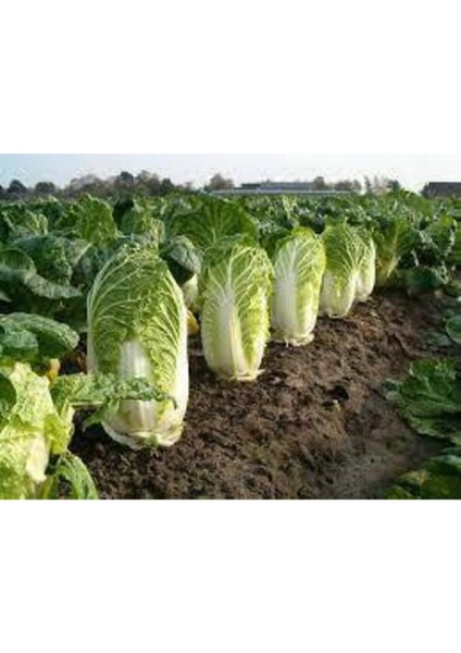 25 Adet Tohum Nadir Çin Yaprak Lahana fiyatları