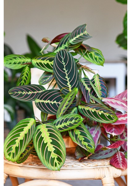 Calathea Maranta Bitkisi 'dua Çiçeği'