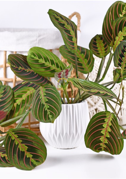 Calathea Maranta Bitkisi 'dua Çiçeği' fiyatları